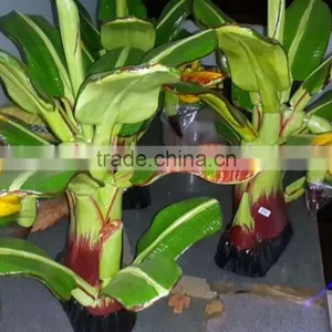 Wood Banana Tree thumbnail-1