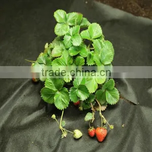 Polypropylene Film Weed Blocking Ground Cover thumbnail-2