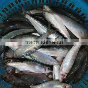 Canned Fish Sardine Low Price W/R Frozen Sardine for Canning thumbnail-2