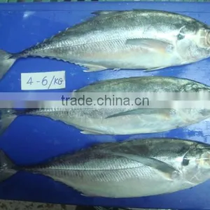 Frozen Horse Mackerel/ Common Scad/ Scad/ Saurel thumbnail-1