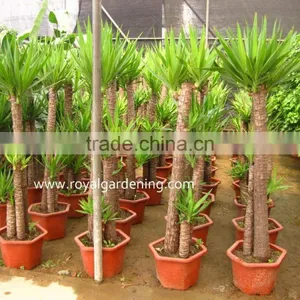 Yucca Elephantipes thumbnail-1