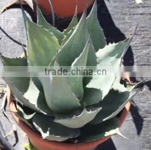 Agave Havardiana "Havard Agave" in 8 Liters Pot thumbnail-1