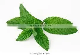 Peppermint Leaves thumbnail-1