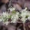 Amyris Oil thumbnail-1