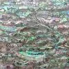 Abalone Shell Paper,Abalone Shell Veneer thumbnail-1