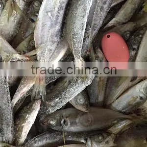 20 cm 25 cm Frozen Freeze Horse Mackerel thumbnail-5