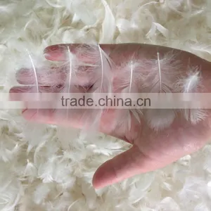 White Duck Feather For Sale thumbnail-1