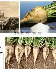 New Technology Sugar Beet Plant thumbnail-1