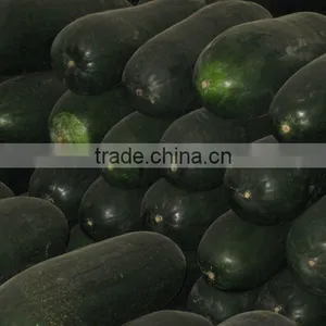 Winter Melon thumbnail-1