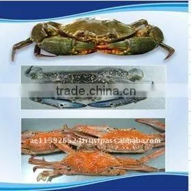Frozen Whole Mud Crab for Sale thumbnail-1