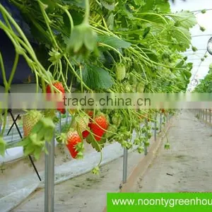Strawberry Hydroponics thumbnail-1