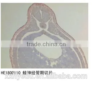Amphiuma Microscope Prepared Slides Frog Tissue and Organ Slides Tadpole Prepared Slides thumbnail-4