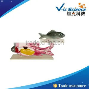 Best Price Fish Anatomy Pvc Model thumbnail-1