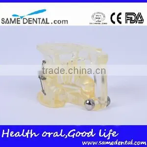 High Quality Dental Transparent Orthodontic Models School Teaching Demonstration thumbnail-4