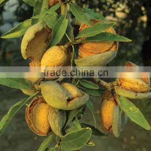 Talya Sweet Almond Oil 250 ml % 100 Natural thumbnail-2