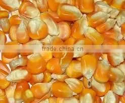 Indian Origin Yellow Maize thumbnail-1