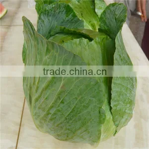 Beijing Cabbage/round Cabbage/flat Cabbage From Factory thumbnail-5