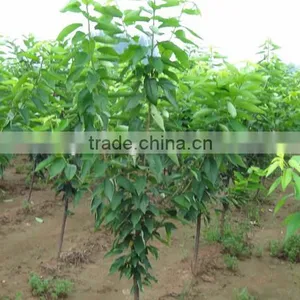 Sweet Fresh Cherry Seedling thumbnail-5