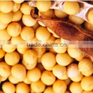Factory Supply Food Grade Soya Lecithin Powder 98% Min thumbnail-2