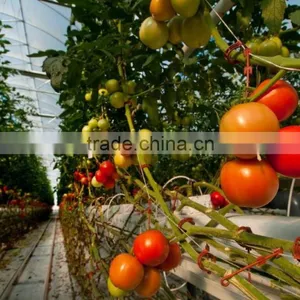 Plastic Film Multi Span Greenhouse for Tomato Vegetable Greenhouses thumbnail-1