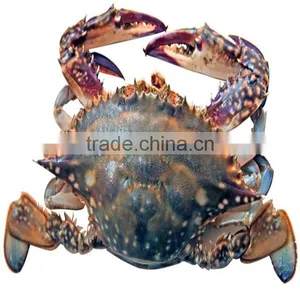 High Quality Frozen Whole Swimming Crab With Faster Delivery thumbnail-1