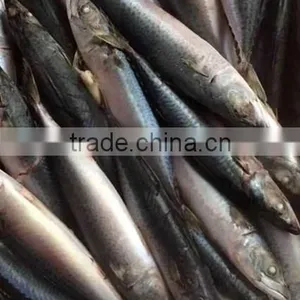 Frozen Pacific Mackerel Importers In China thumbnail-1