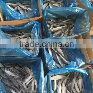Whole Round Frozen Seafood Horse Mackerel Fish thumbnail-1