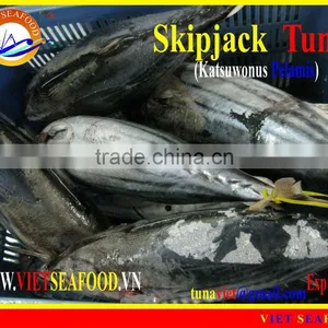 FROZEN SKIPJACK TUNA W/R thumbnail-1