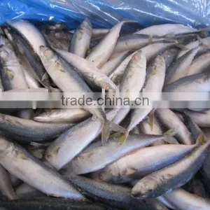 Frozen Mackerel (8-9pcs) thumbnail-1