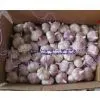 Garlic thumbnail-1