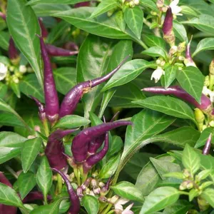 Bicolor 40-60cm Ornamental Garden Plants Eco-Friendly Olive Green thumbnail-1