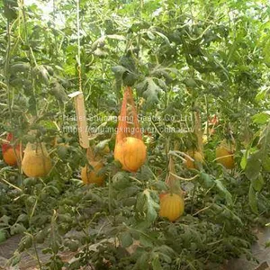 King Fu Small Watermelon Seeds With Good Taste From China thumbnail-2