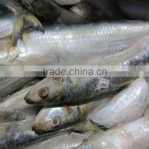 Frozen Sardine thumbnail-1
