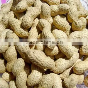 Raw Peanuts in Shell for Sale thumbnail-1