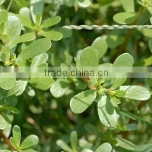 Portulacaceae ,Portulaca, Flower Seeds , Herb Seed,vegetalbe Seed,fruit Seed,grass Seed thumbnail-1