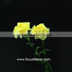 Wholesale Cheap Colorful Carnation Flower Import From China Yellow Fresh Carnation Flower thumbnail-4