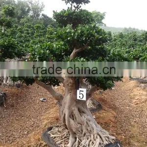 Woody Plants Big Banyan Tree for Garden Decoration thumbnail-1