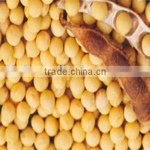 Non-Gmo Yellow Soybeans thumbnail-1