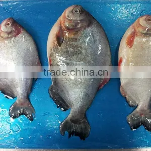 FROZEN BLACK POMFRET WHOLE ROUND thumbnail-2