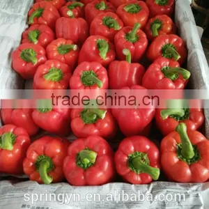 Orange Red Capsicum Yellow Capsicum thumbnail-2