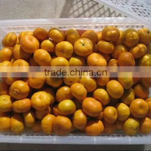 2012 Shatang Orange Top Quality Without Leaf thumbnail-1