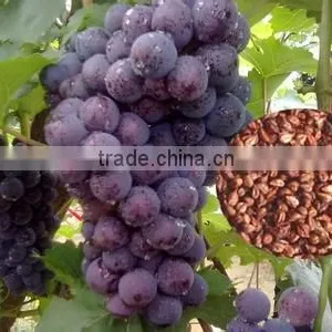 2016 High Germination Rate Grape Seed For Growing thumbnail-1