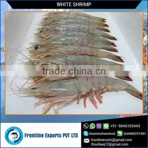 Head On/Shell On Fresh Frozen White Shrimp at Lowest Price thumbnail-1