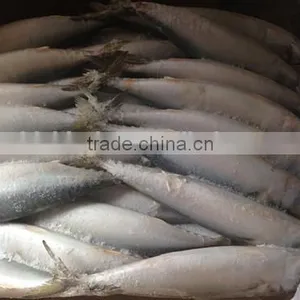 Frozen W/R Pacific Mackerel Good-quality Seafood thumbnail-2