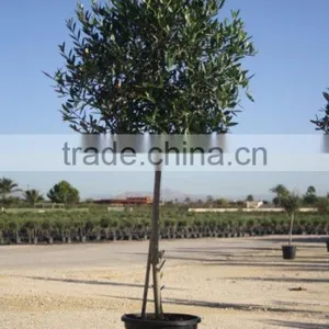 Olea Europaea thumbnail-1