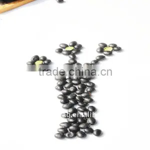 Organic Soybeans With Green Kernel thumbnail-1