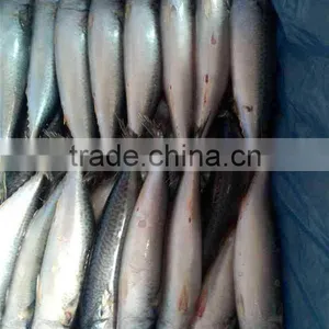 300-600G per pc Frozen Pacific Mackerel Fish From Ocean thumbnail-1