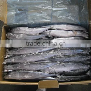 Frozen Saury thumbnail-6