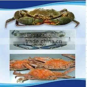 IQF Frozen Whole Mud Crab for Sale thumbnail-1