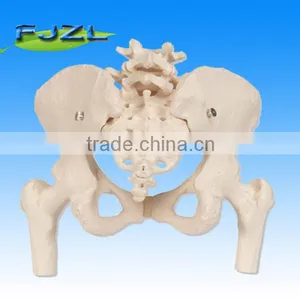 2015 Medical Human Pelvis Lumbar Spine and Femoral Head thumbnail-2